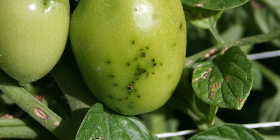 Środki i preparaty na bakteryjną cętkowatość