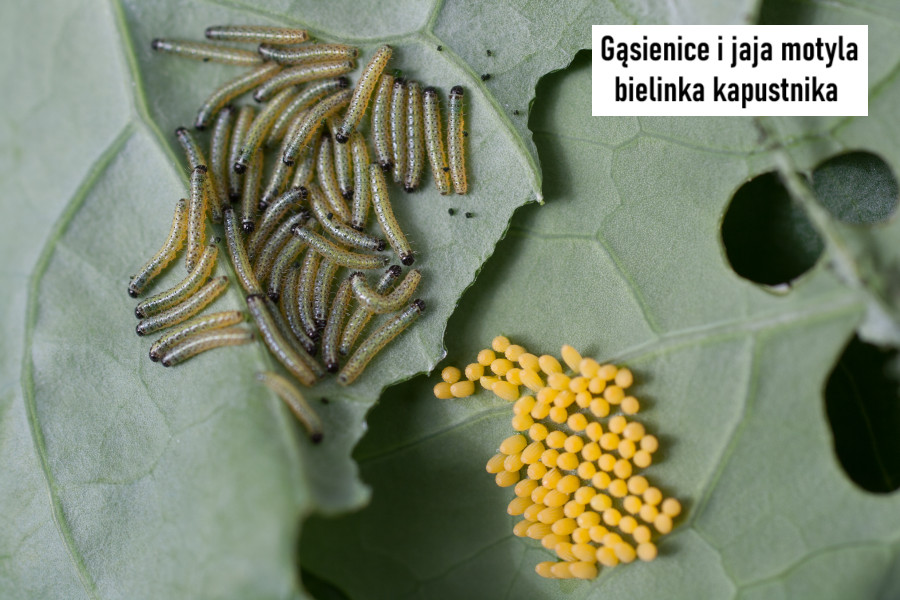 Środki i preparaty na gąsienice motyli