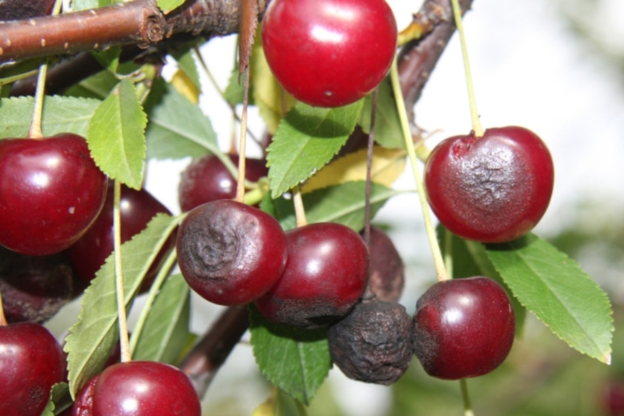 Środki i preparaty na gorzką zgniliznę