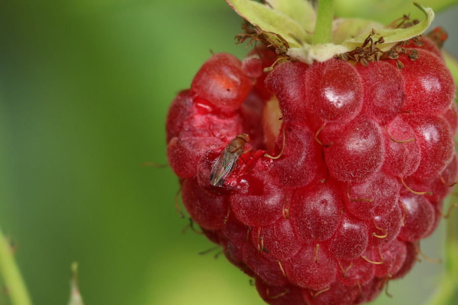 Środki i preparaty na muszkę plamoskrzydłą