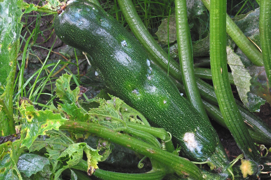 Środki i preparaty na parcha dyniowatych