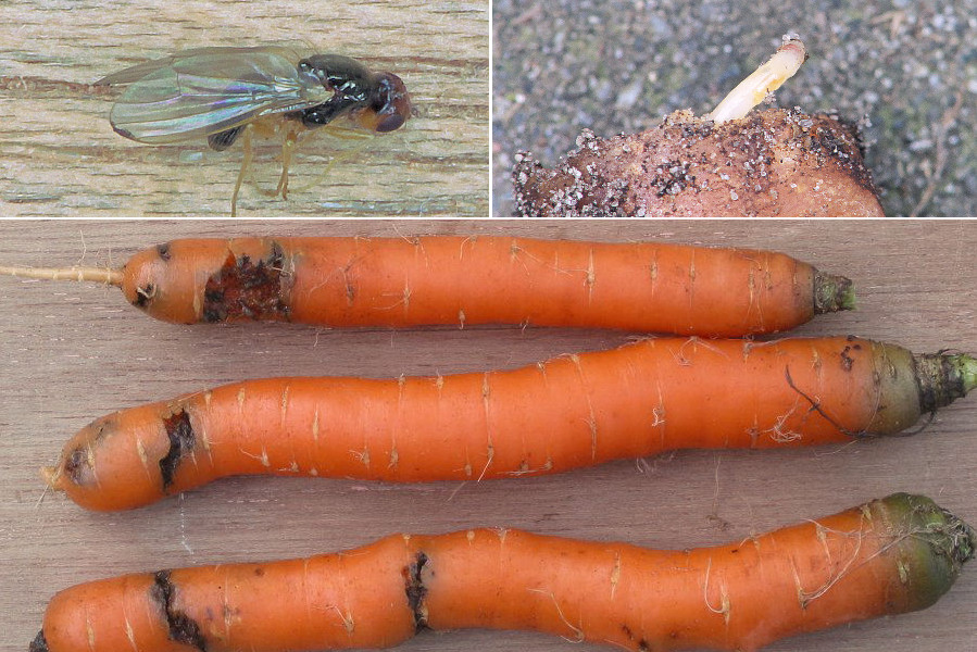 Środki i preparaty na połyśnicę marchwiankę