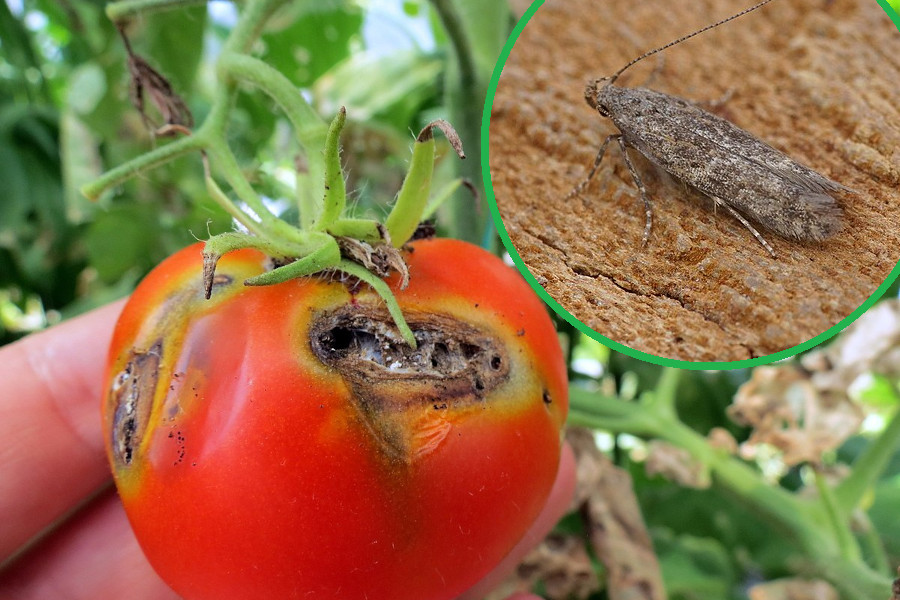 Środki i preparaty na skośnika pomidorowego