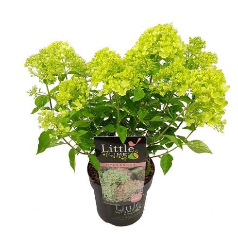 Hortensja bukietowa Little Lime PBR wys. 30-50 cm