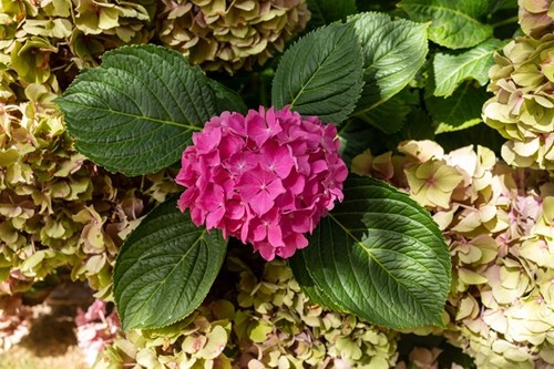 Hortensja ogrodowa 'Alpengluhen'