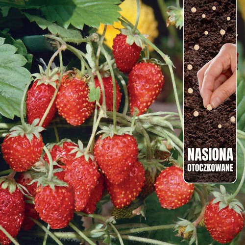 Poziomka Alexandria - nasiona otoczkowane