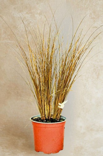 Turzyca włosowa Bronze Perfection – sadzonka 1 szt.