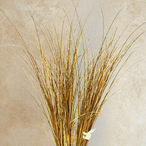 Turzyca włosowa Bronze Perfection – sadzonka 1 szt.