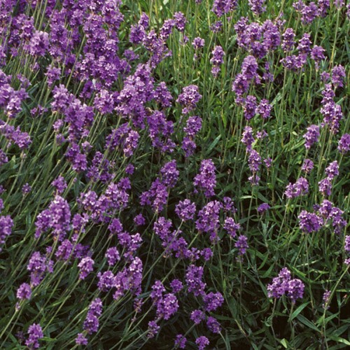 Lawenda wąskolistna ogrodowa Hidcote Blue - nasiona