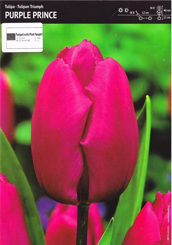 Tulipan Purple prince 3 szt