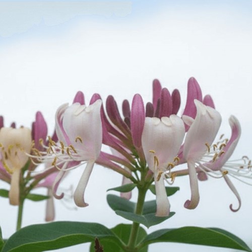 Wiciokrzew pomorski Serotina sadzonka 1 szt.