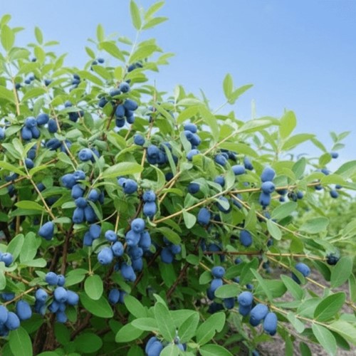 Jagoda kamczacka Aurora sadzonka 1 szt.