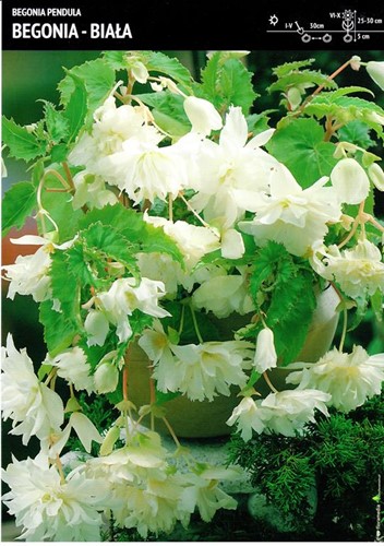 Begonia bulwiasta zwisająca - biała 3 szt.