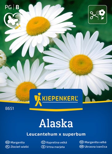 Jastrun, złocień wielki 'Alaska' - nasiona