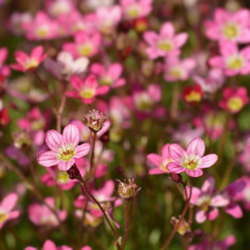 Skalnica Saxifraga mix 0,1 g