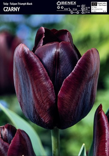 Tulipan Black 3 szt