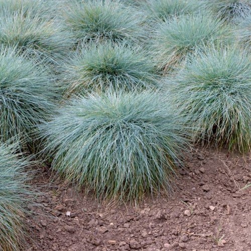 Wydmuchrzyca piaskowa Blue Dune - sadzonka 1 szt.