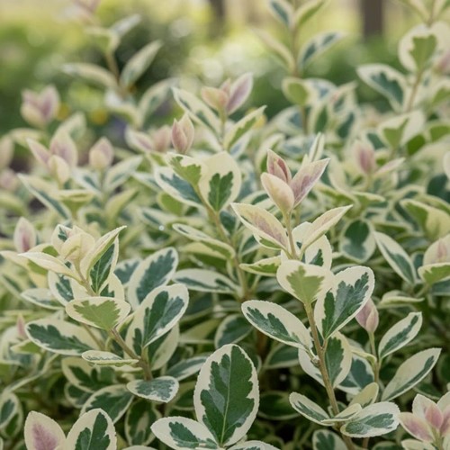 Trzmielina Fortune'a Emerald Gaiety sadzonka 1 szt.