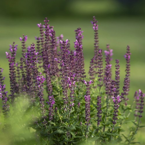 Szałwia omszona Caradonna – sadzonka 1 szt.