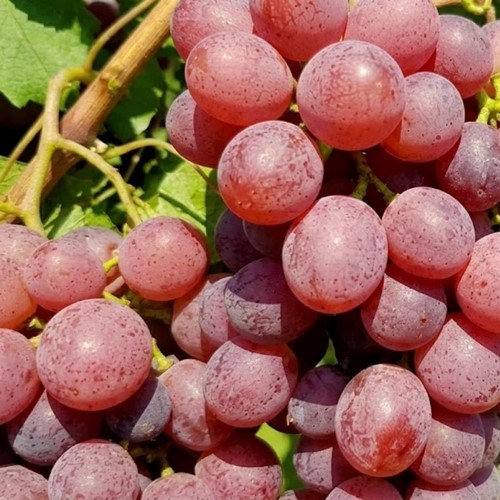 Winorośl Canadice sadzonka 1 szt.