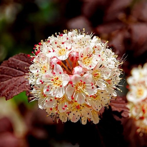 Pęcherznica kalinolistna Andre - sadzonka 1 szt.