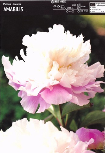 Piwonia Amabilis 1 szt.