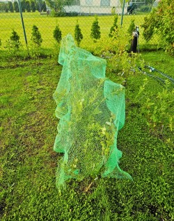 Siatka ochronna przeciw ptakom 10x2 m Green Star