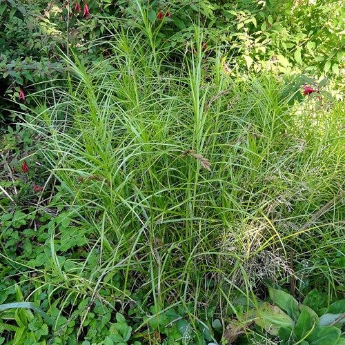 Turzyca muskegońska - Carex muskingumensis - sadzonka 1 szt