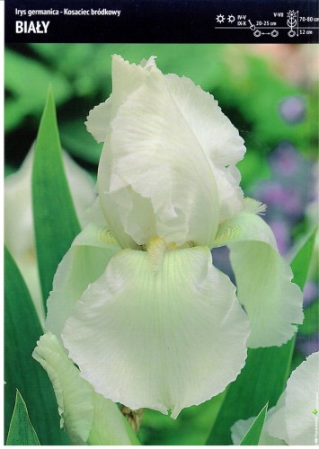 Kosaciec bródkowy biały - Iris germanika  - 3 szt.