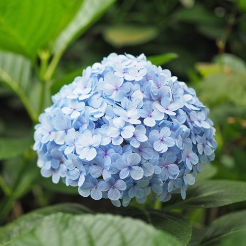 Hortensja ogrodowa 'Nikko Blue' wys. 20 cm