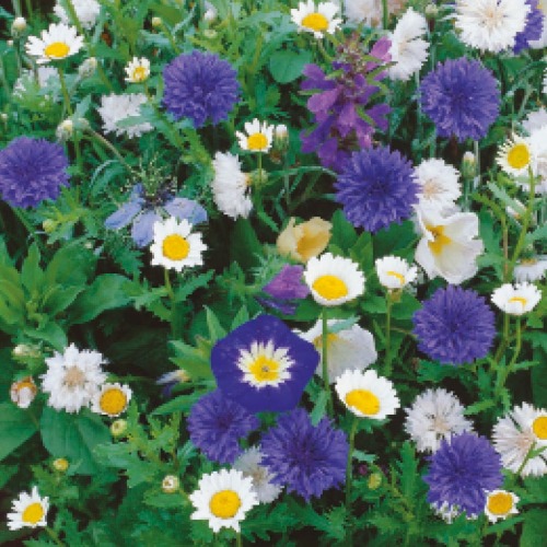 Kwiaty długo kwitnące niebiesko-białe nasiona na taśmie 5m