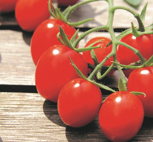 Pomidor Cherry Romello