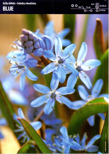 Cebulica dwulistna ‘Blue’ - 7 szt.