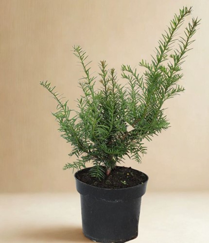 Cis pospolity - Taxus Baccata - sadzonka 1 szt.