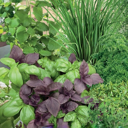 ZIOŁA MIESZANKA NASIONA NA TAŚMIE 5m