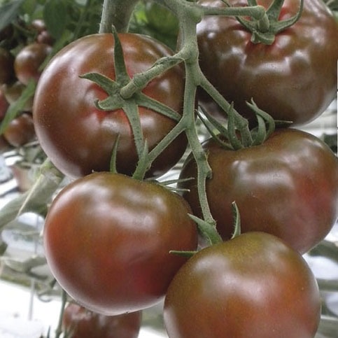 Pomidor sałatkowy Sacher F1 - odporny