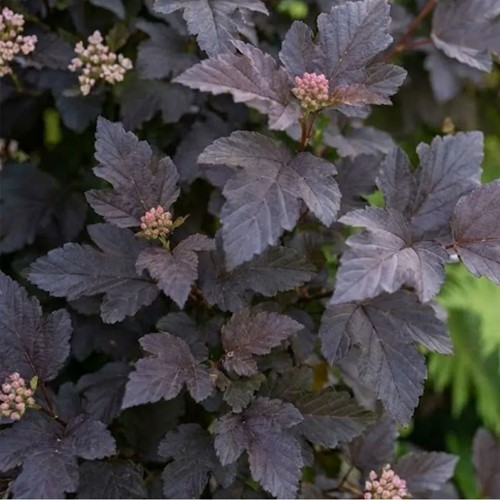 Pęcherznica kalinolistna Diabolo sadzonka 1 szt.