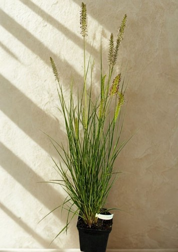 Rozplenica japońska Black Beauty – sadzonka 1 szt.