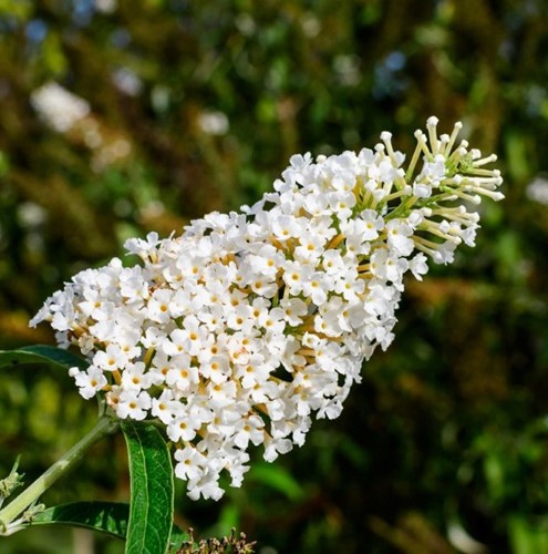 Budleja Davida Candy Little White PBR - sadzonka 1 szt.