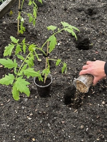 Wierzbowy obornik - nawóz naturalny bezzapachowy - 5 kg