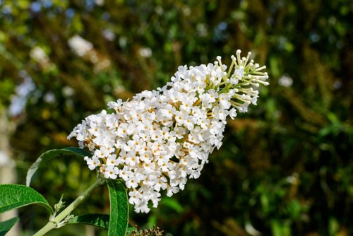 Budleja Davida Candy Little White PBR - sadzonka 1 szt.