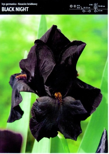Kosaciec bródkowy - Iris germanika  Black Night - 3 szt.