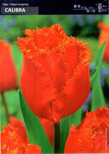 Tulipan strzępiasty Calibra - 10 szt