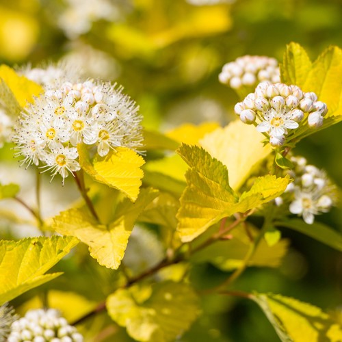 Pęcherznica kalinolistna Dart's Gold - sadzonka 1 szt.