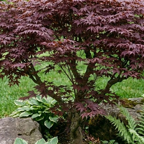 Klon palmowy Atropurpureum sadzonka 1 szt.