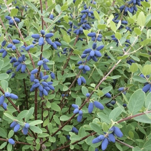 Jagoda kamczacka Wojtek sadzonka 1 szt.