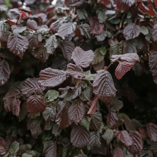 Leszczyna pospolita Red Majestic sadzonka 1szt.