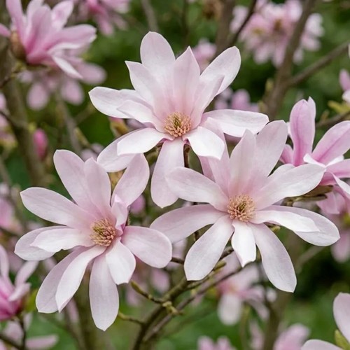Magnolia Leonard Messel sadzonka 1 szt.