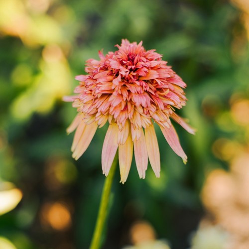 Jeżówka Supreme  Cantaloupe - sadzonka 1 szt.