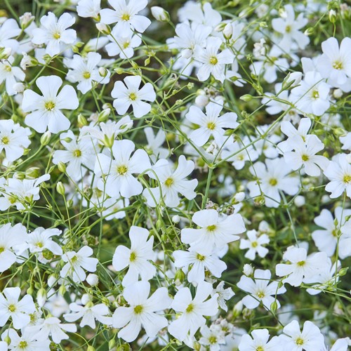 Gipsówka biała Alba - łyszczec wiechowaty - nasiona